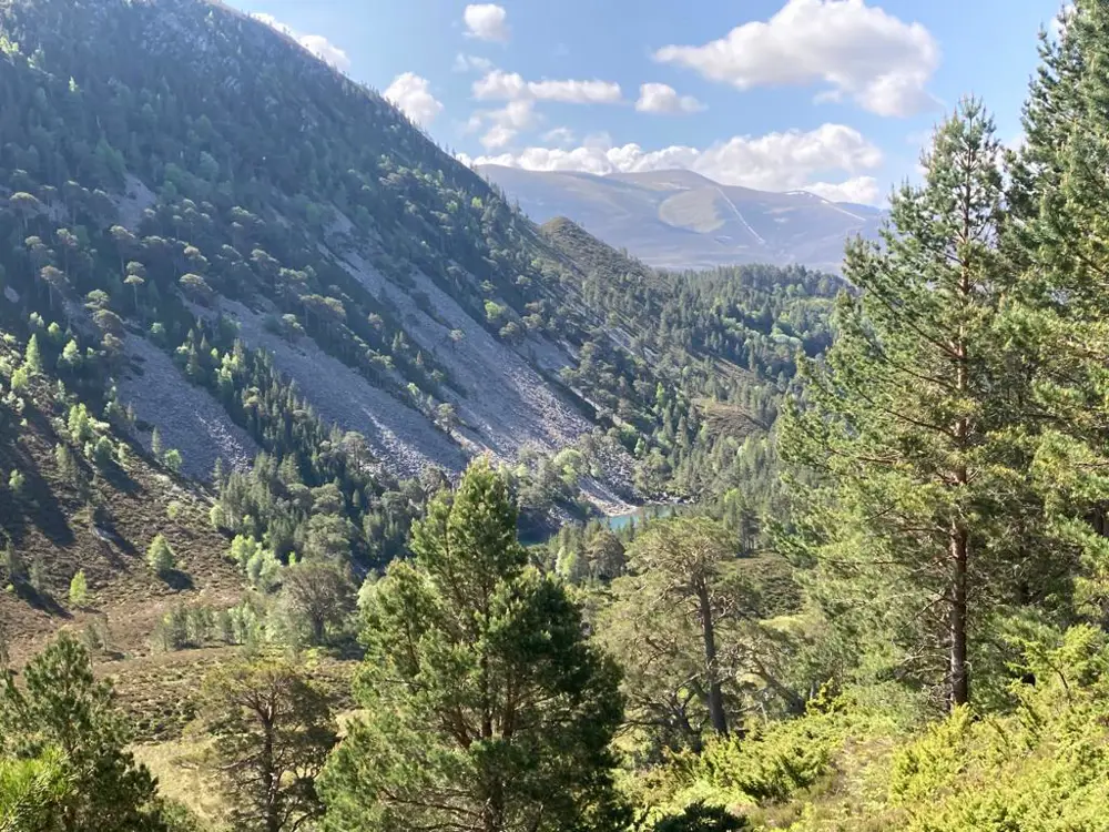 Modern picture of the same hillside with more trees