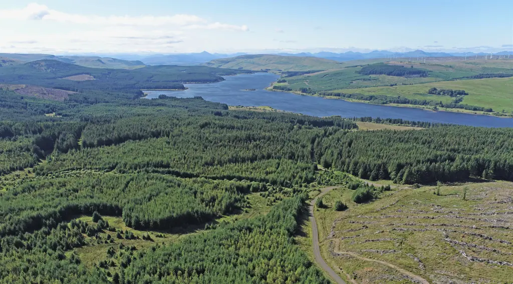 Aerial view of forest with body of water in the distance.