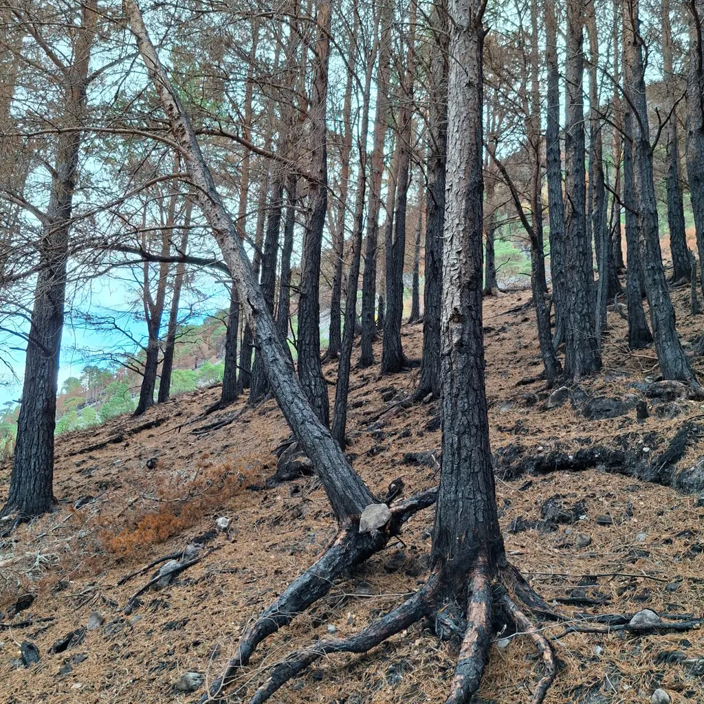 Fire damaged trees on a slope
