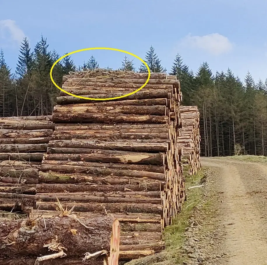 Osprey nest on top of timber stack