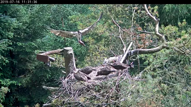 Flying osprey carrying a fish