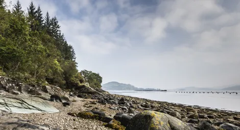 Drooping conifer branch