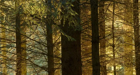 Close up of tree bark