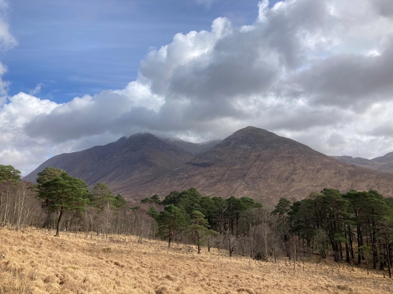 Scots pine trees with mountains in the background