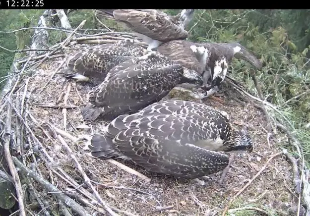 Family of ospreys