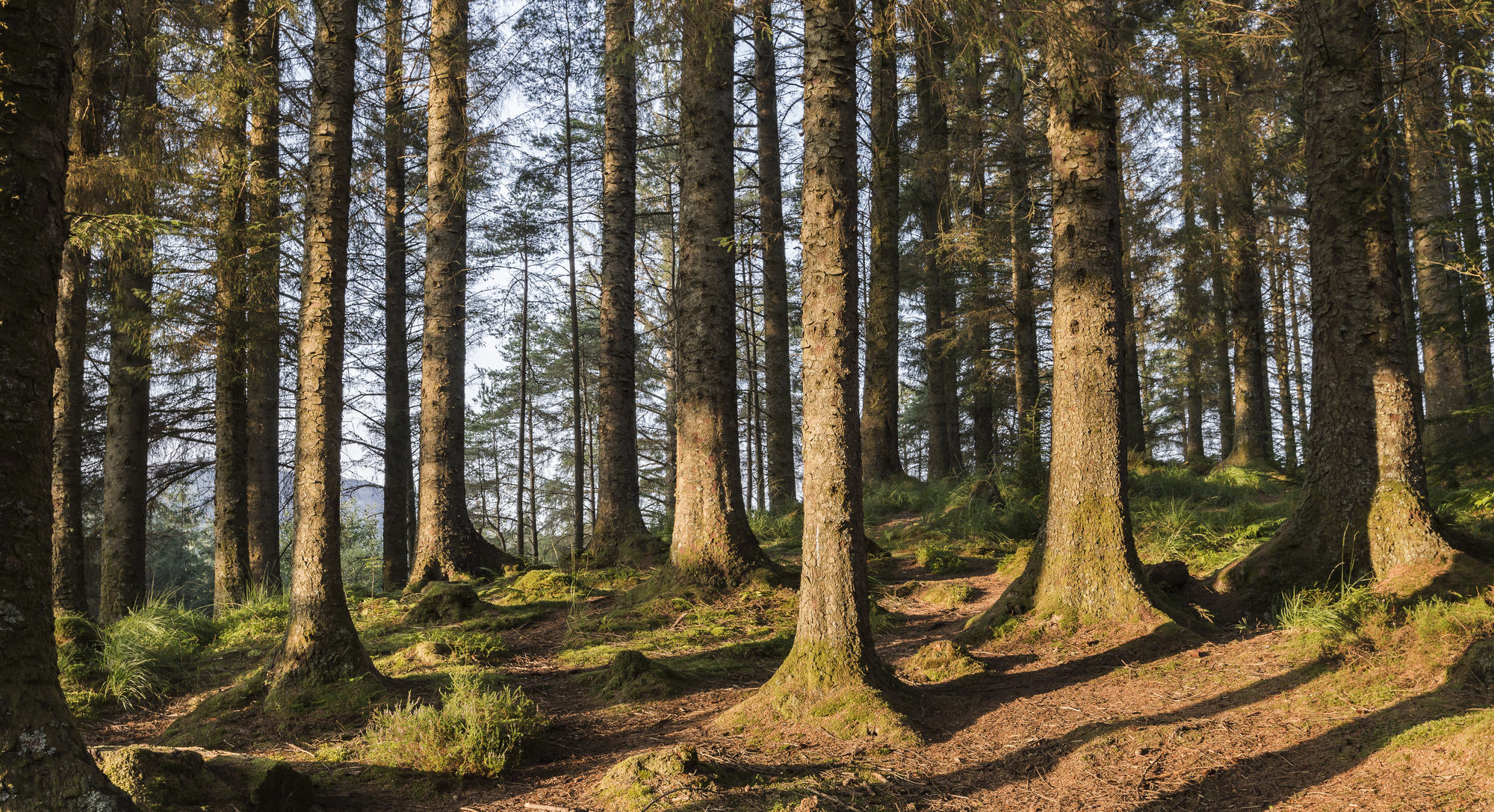 Trees in golden light at Ardcastle forest.
