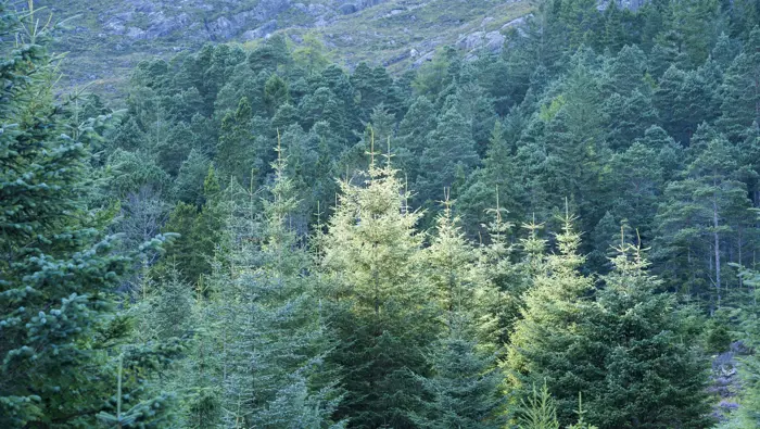 A mix of conifer trees with sunlight hitting the ones in the foreground.