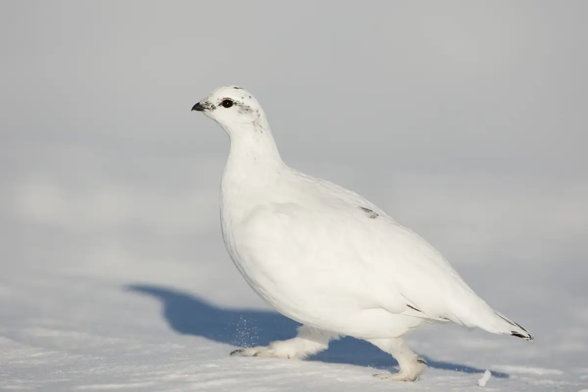 White ptarmigan walking in snow