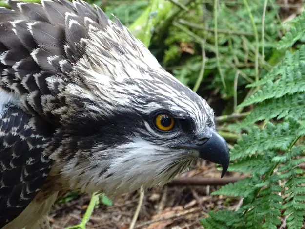 Osprey