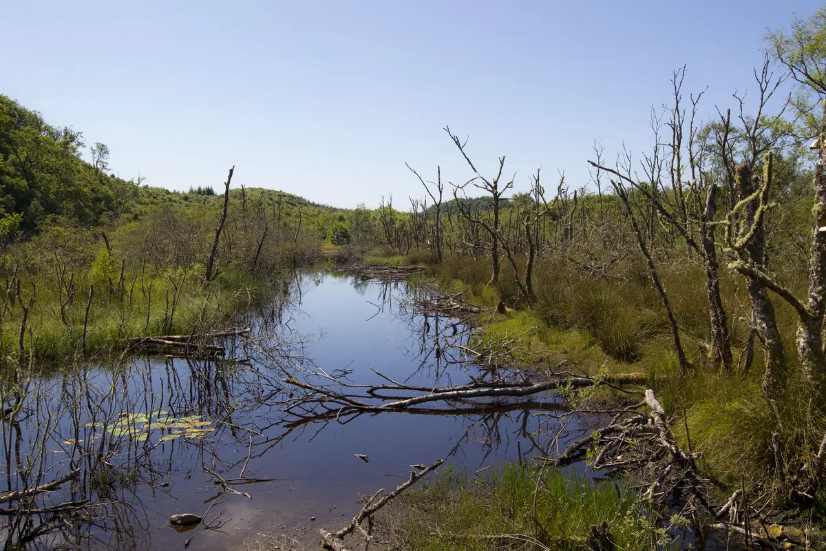 Wetland full of standing deadwood