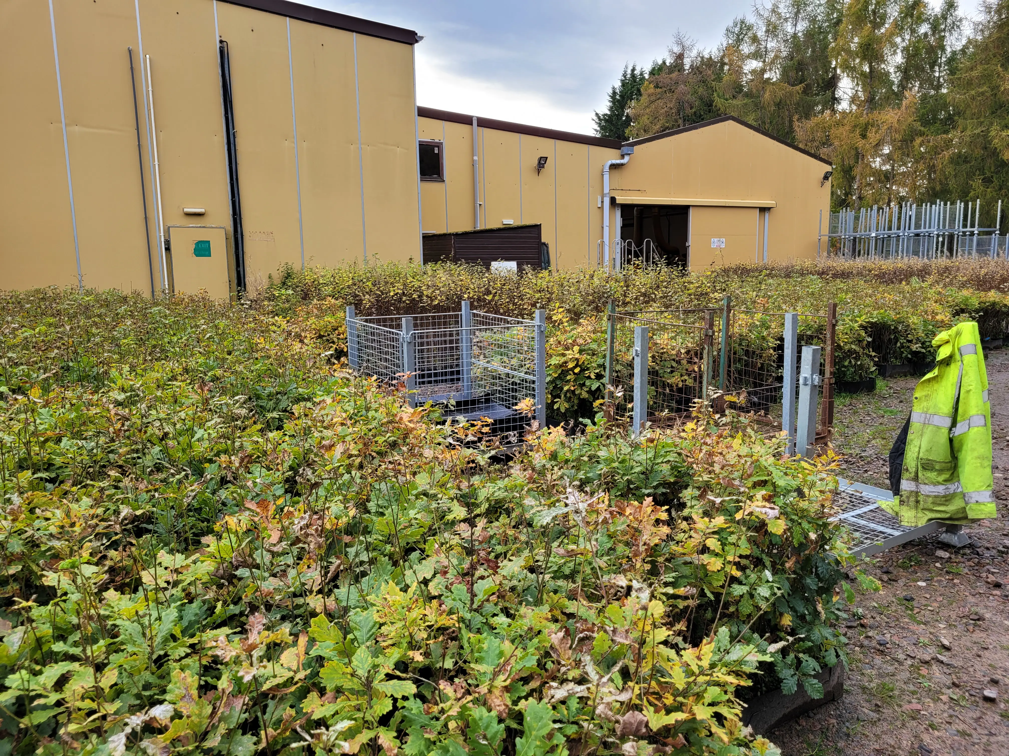 Hundreds of broadleaf trees in creates beside a large warehouse