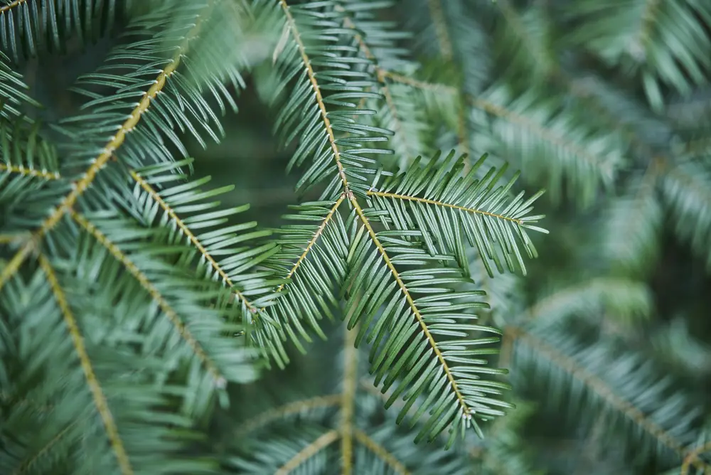 Image of conifer needles