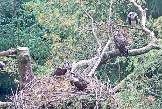 4 ospreys in and around a nest