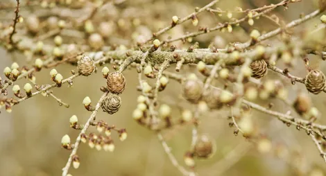 Close up of tree bark