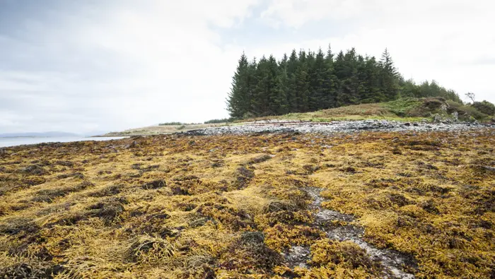 Looking across yellow seaweed at Broadford beach on the Isle of Skye towards conifer trees on a grassy headland