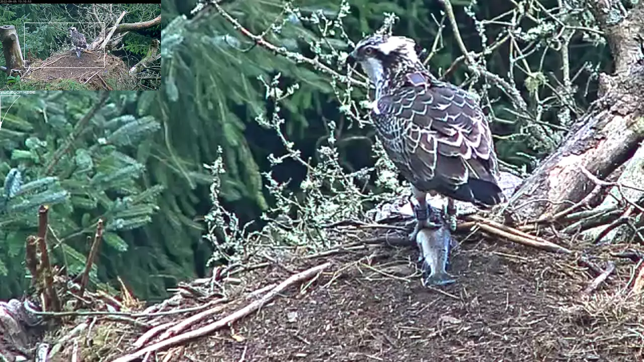 Osprey in nest with a fish