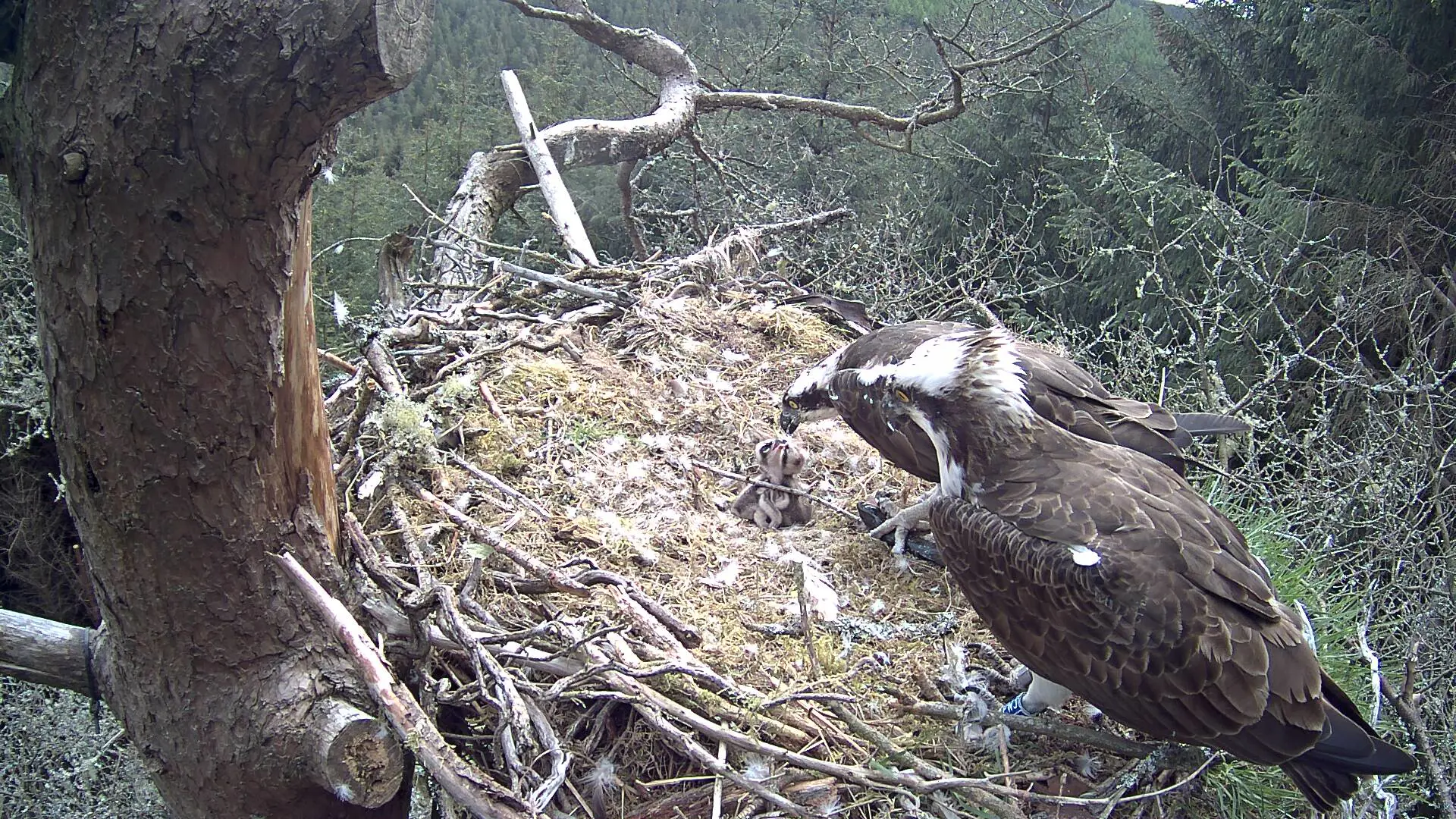 Osprey bringing fish to nest