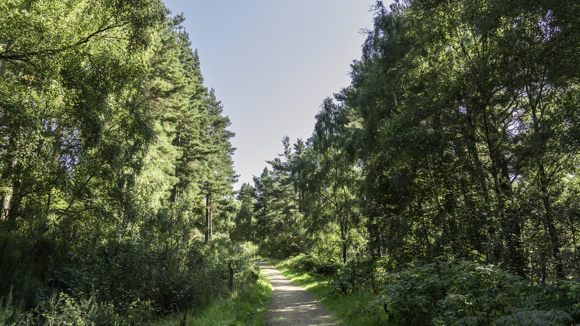 A path through a mixed forest in summer