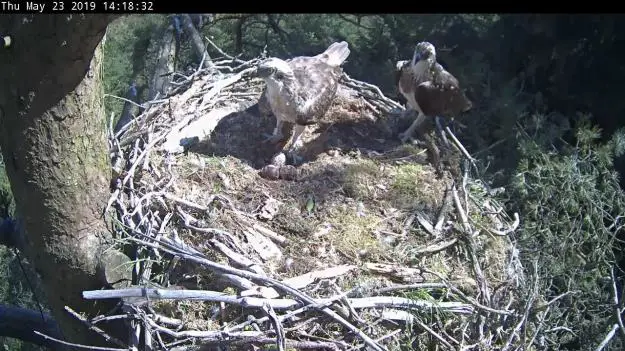 Two osprey in a nest with eggs