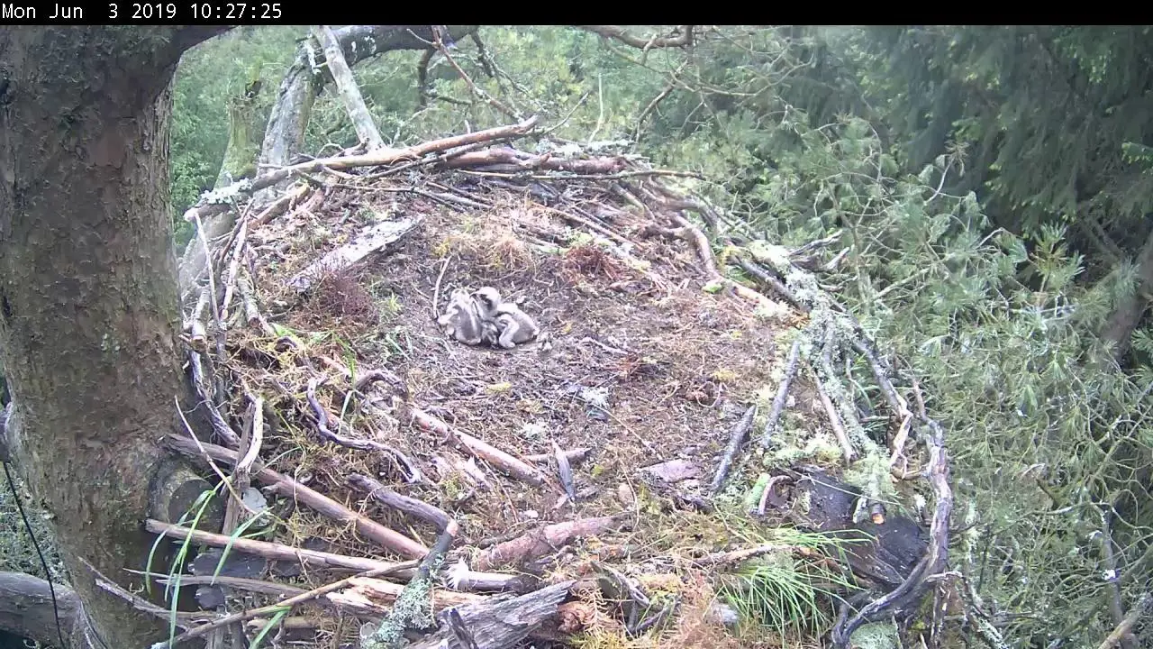 Small osprey chicks in a nest