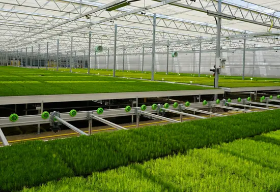 Rows of small trees in trays inside a greenhouse