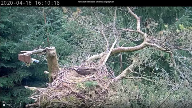 A female osprey stands over an egg in a nest