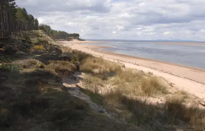 Sandy beach with forest and sand dunes.
