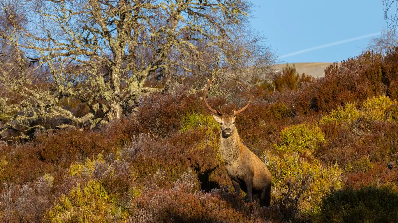 Red deer stag amongst heather