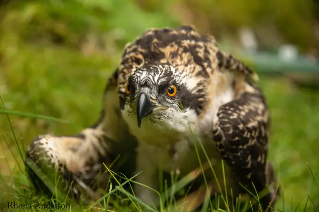 An osprey on the ground