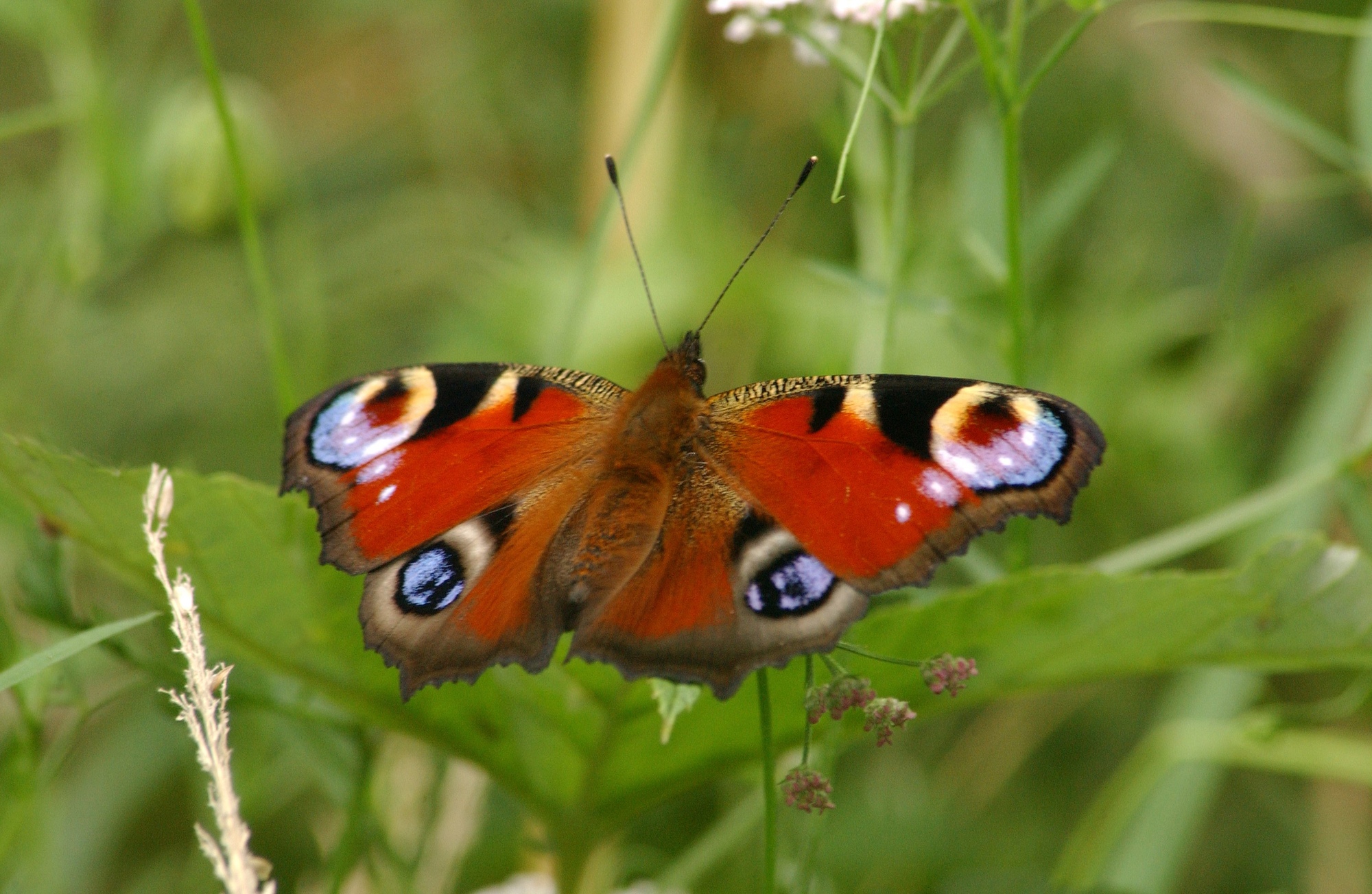 A Peacock butterfly (Inachis io) in Bourne Wood. Northants 