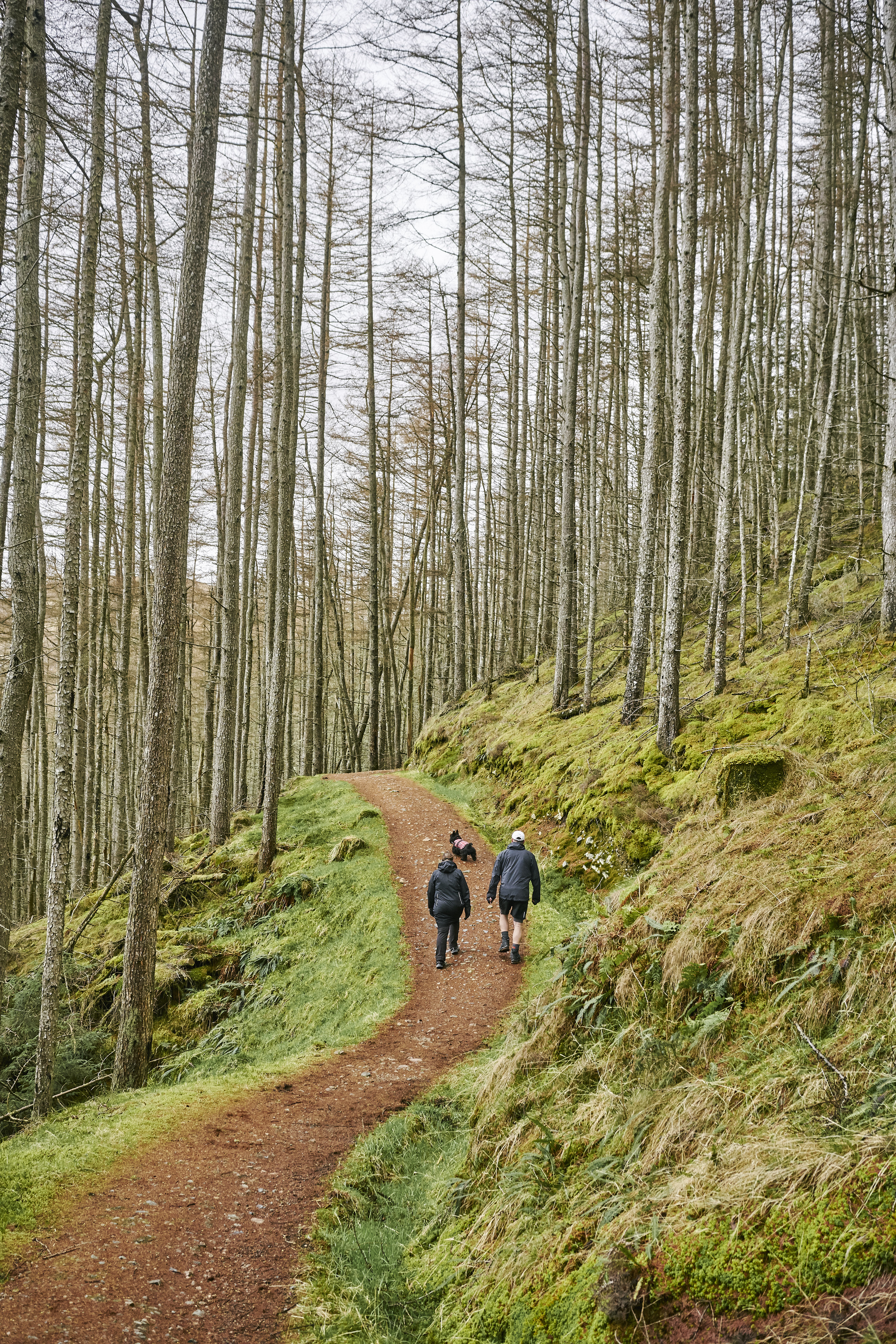Man and woman walking along gravel path with tall trees lining each side and Scottish Terrier dog in tartan coat in front of them, Cow Hill circuit, Glen Nevis