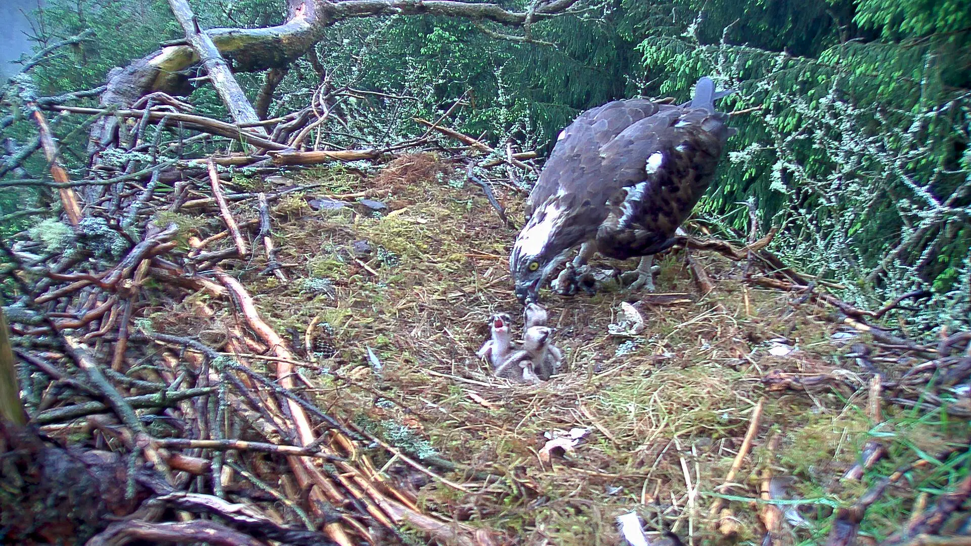 Adult osprey feeding three chicks