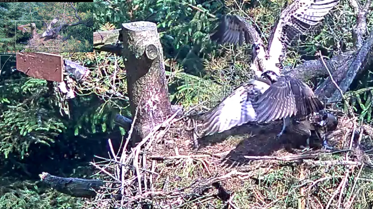 Ospreys fighting