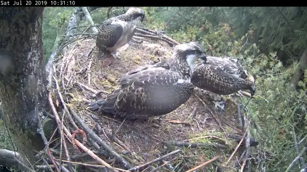 Three ospreys in a nest