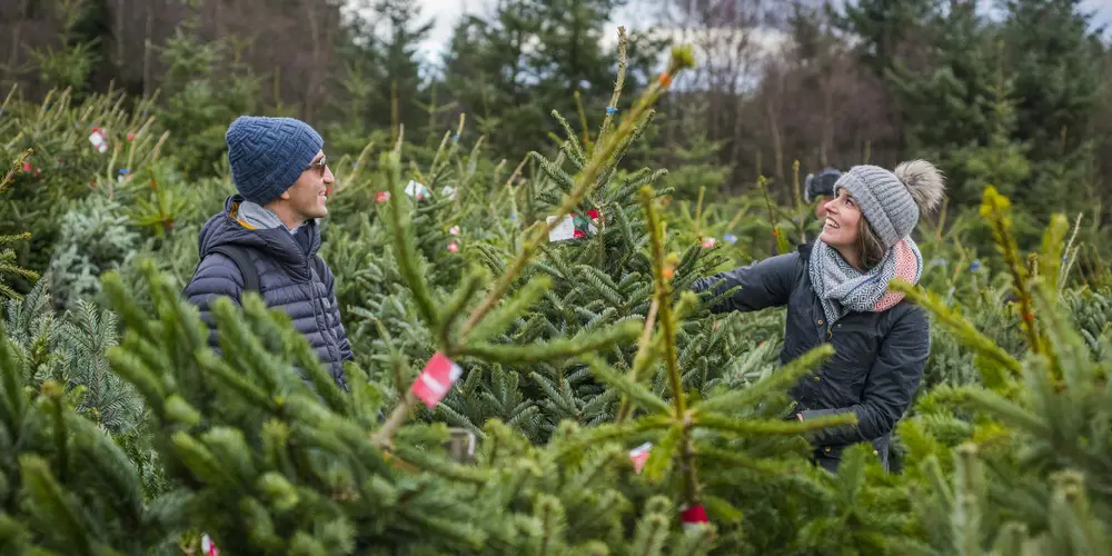 A man and female in winter clothes picking out a christmas tree