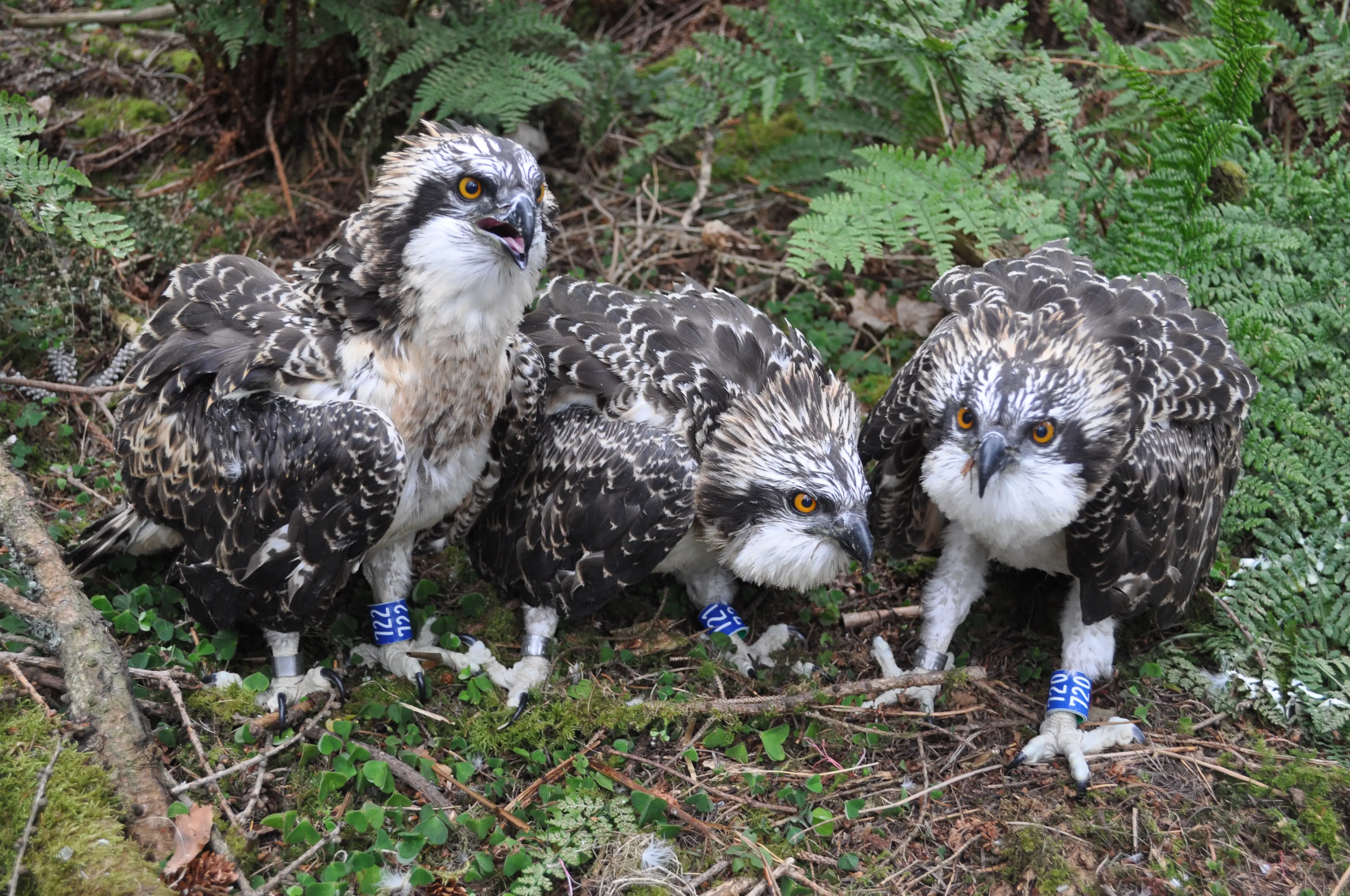 Three juvenile ospreys with leg tags