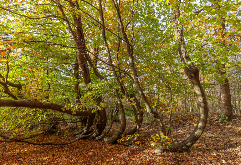 Multi-stemmed tree with autumn colours.